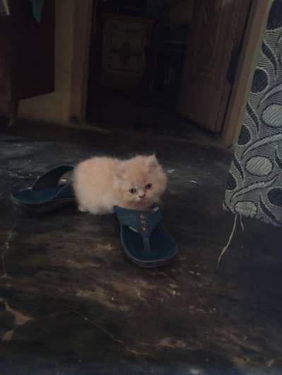 Persian cat