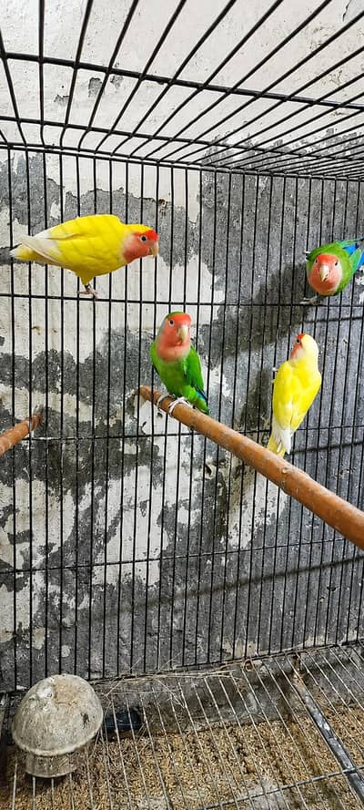 Love birds