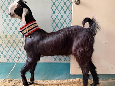 Pure Naachi nasal Bakra | 2 dant khasi | qurbani 2026