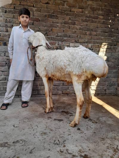 korbani 2026 dumbay for sale