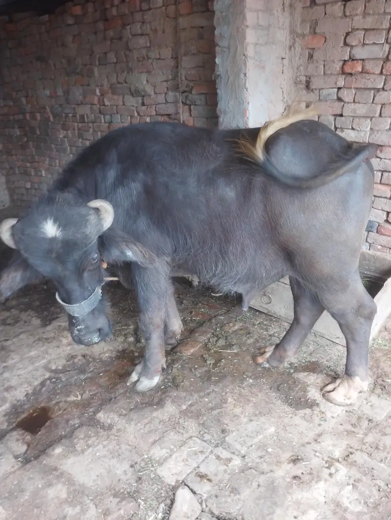 jotha