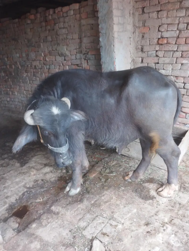 jotha — photo 2