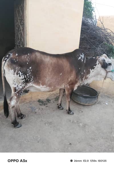 cow for sale only serious person contact me