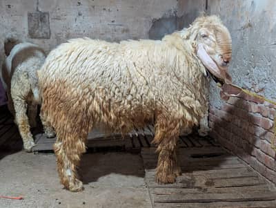 Sheep | Goat | Qurbani Sheep | 2 Dant | pure kajly |