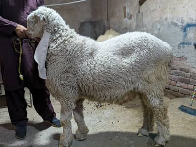 Sheep | Goat | Qurbani Sheep | 2 Dant | pure kajly |