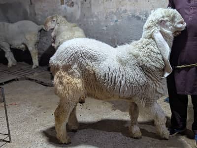 Sheep | Goat | Qurbani Sheep | 2 Dant | pure kajly |