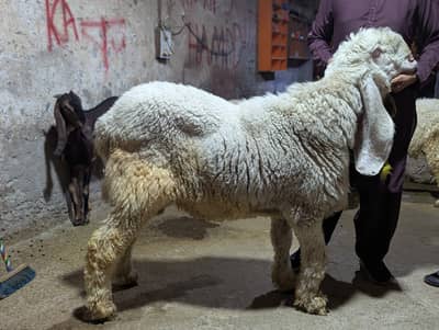Sheep | Goat | Qurbani Sheep | 2 Dant | pure kajly |