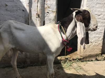Qurbane Bakra for sale