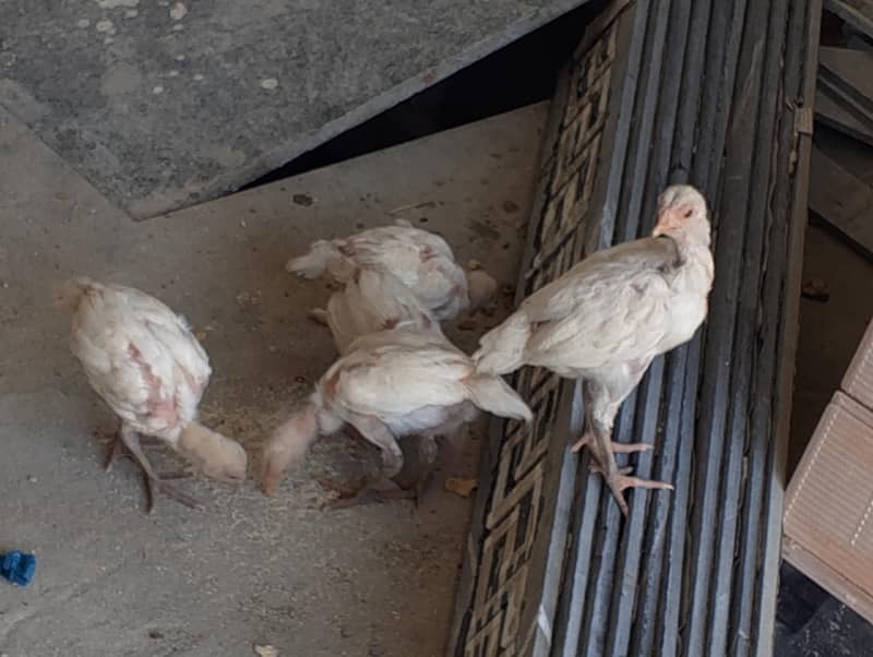 Heera chick 1