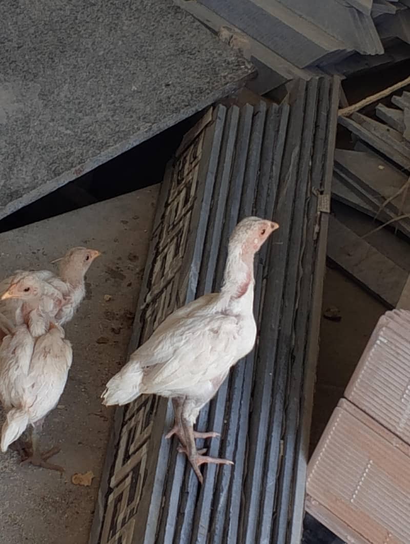 Heera chick 4