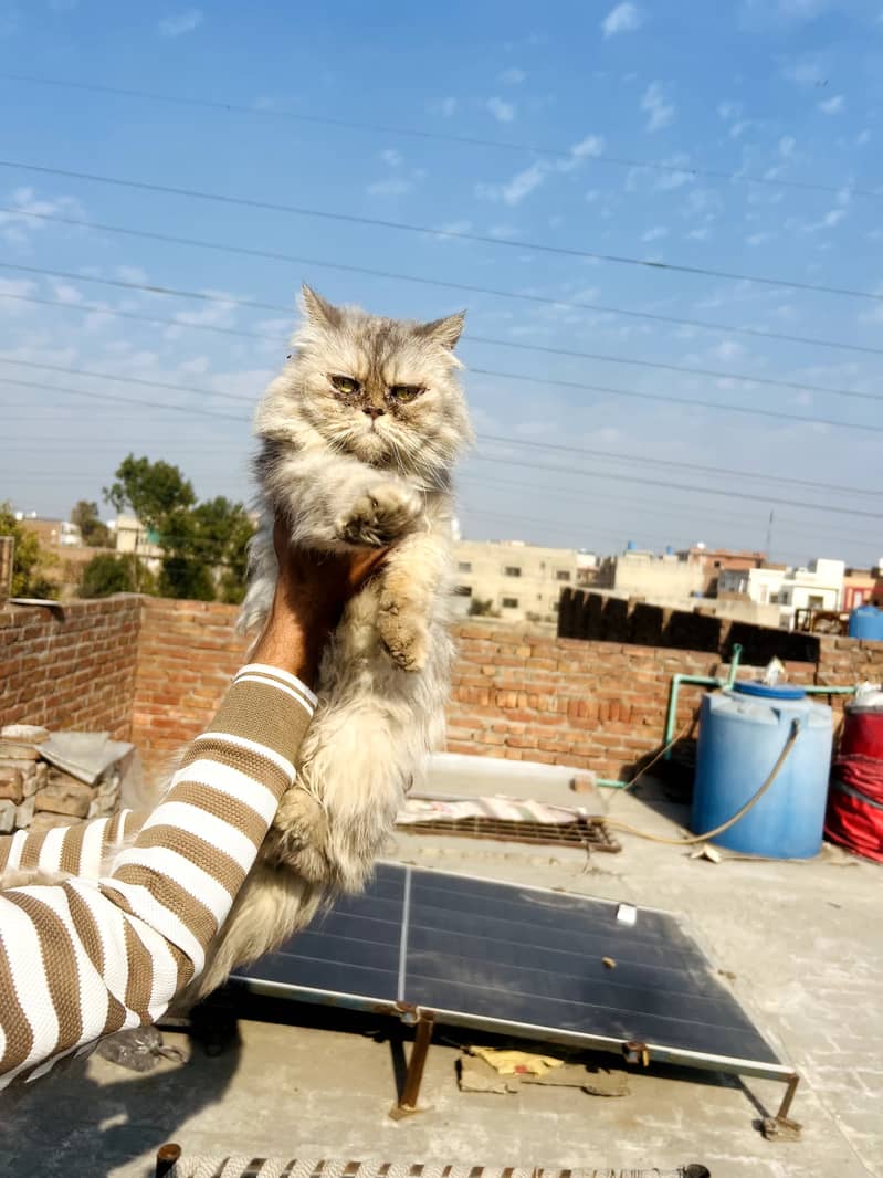 Persian Cat 5