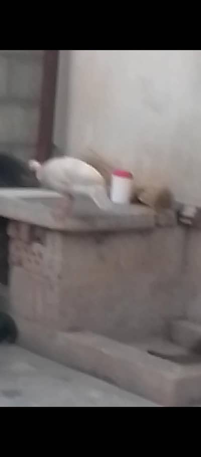 White teetar