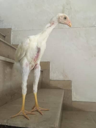German King Shamo Chicks