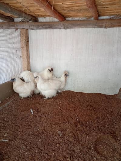 white Silkie breeder set (03061340234)