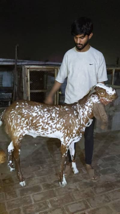 Bakra for sale best And low price