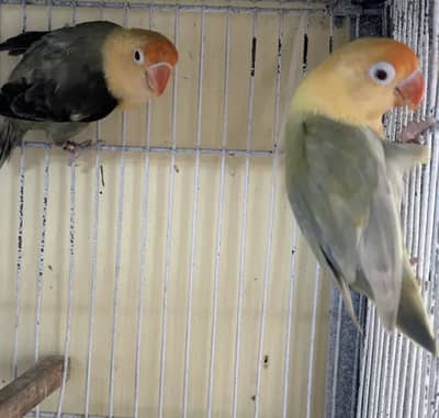 Pale fallow fellow Parblue pf lovebird Fischer fisher