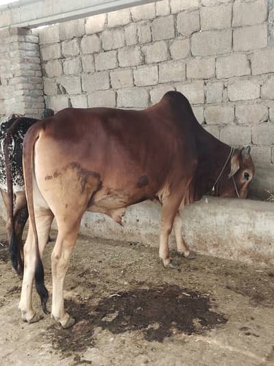Desi big size sady 5 mun plus