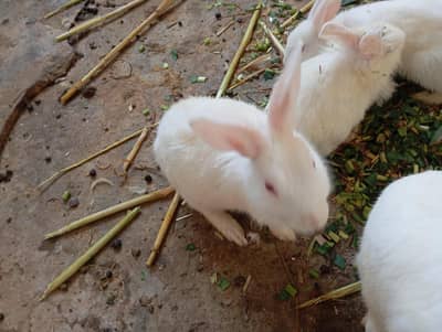 rabbit white red eyes angora mix breed