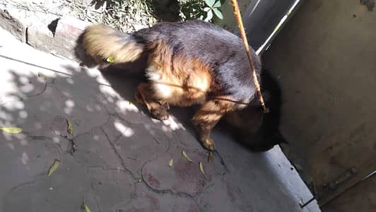 German shepherd stud