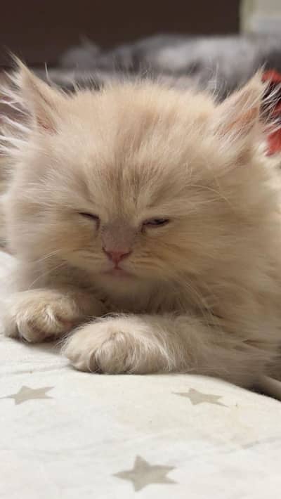 pure Persian more than triple coated