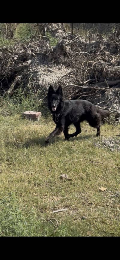 Black German shepherd