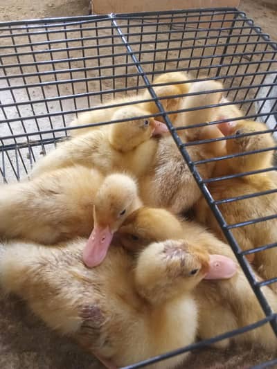 duck chicks chuza home delivery door step