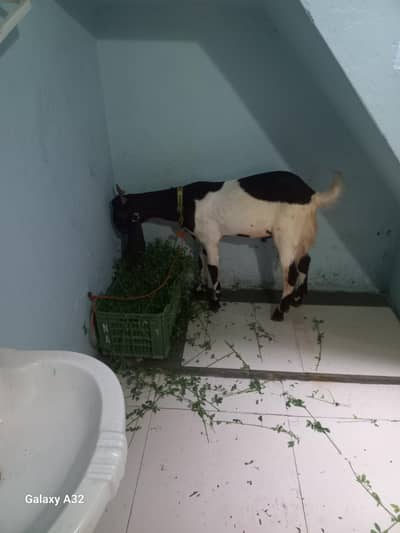 healthy desi  bakra
