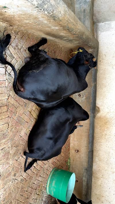 Bull /desi Bachra /donda wacha|Qurbani 2026 /pure bulls-850/kg