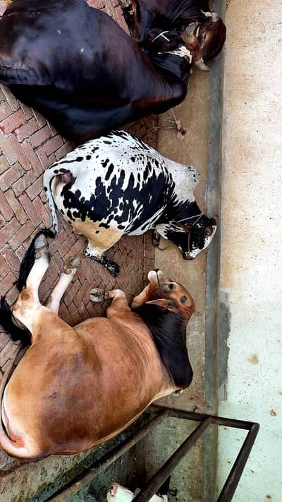 Bull /desi Bachra /donda wacha|Qurbani 2026 /pure bulls