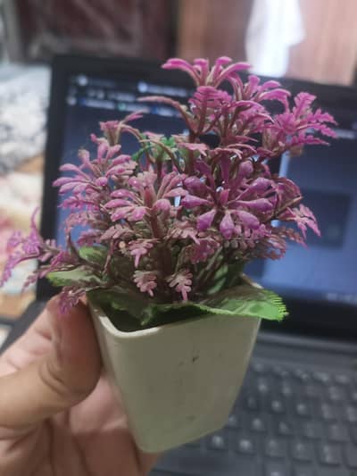 beautiful showpiece