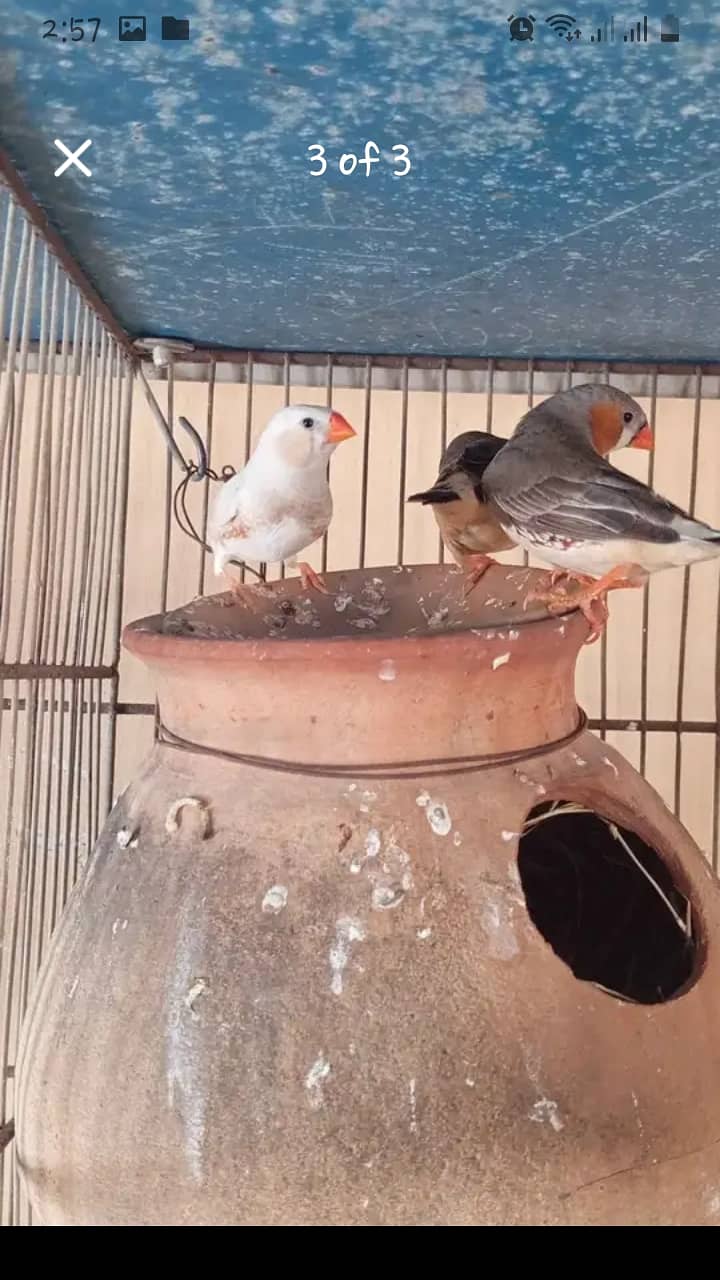 Finches 0