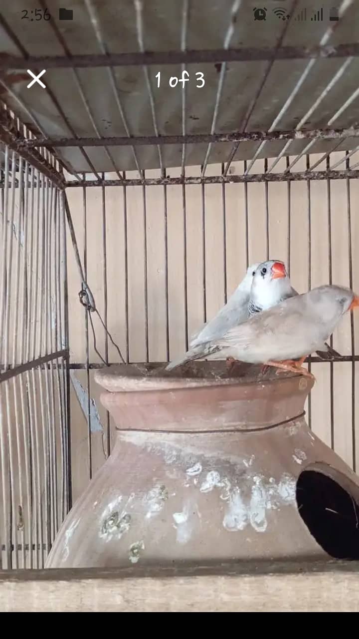 Finches 1