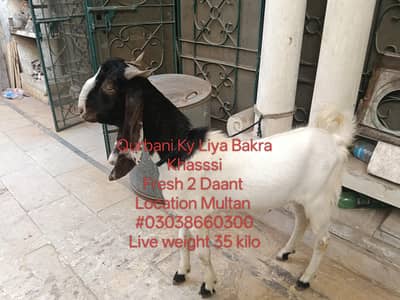 Bakra For Qurbani 2 Daant