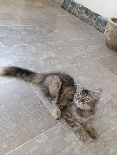 urgent selling persion friendly kitten female 03343807662