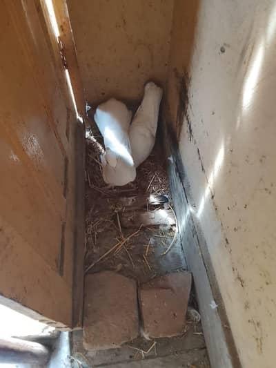 Laky white pigeon