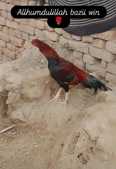 Aseel