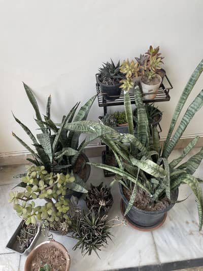 Succulents for sale
