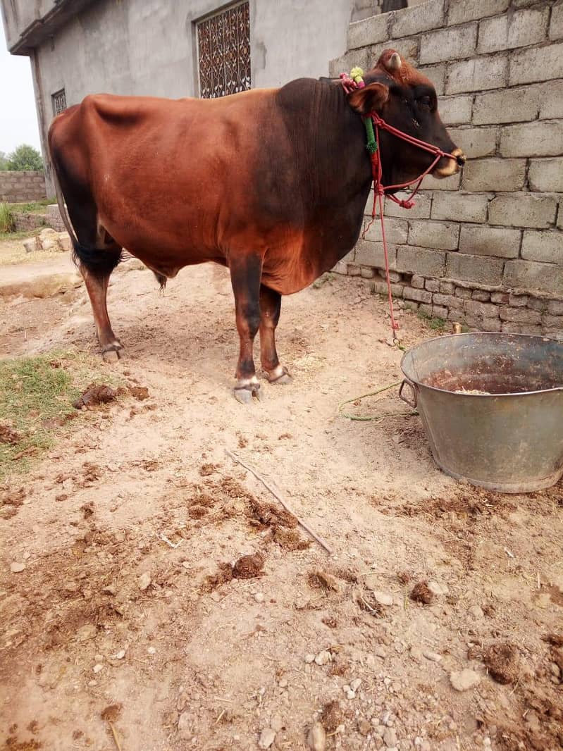 قربانی والا بیل برائے فروخت 0