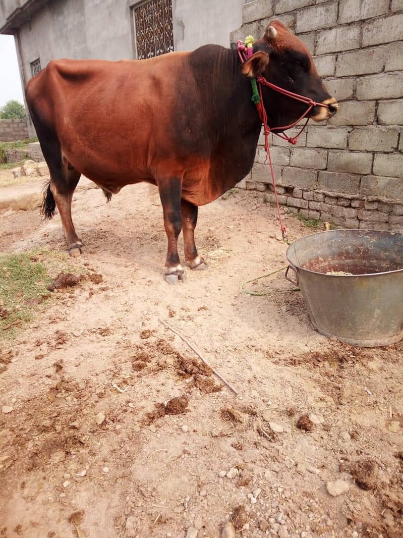 قربانی والا بیل برائے فروخت 2