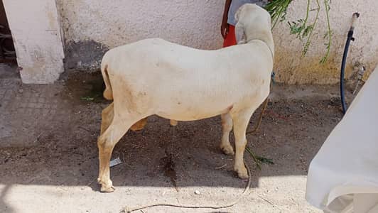 sheep 