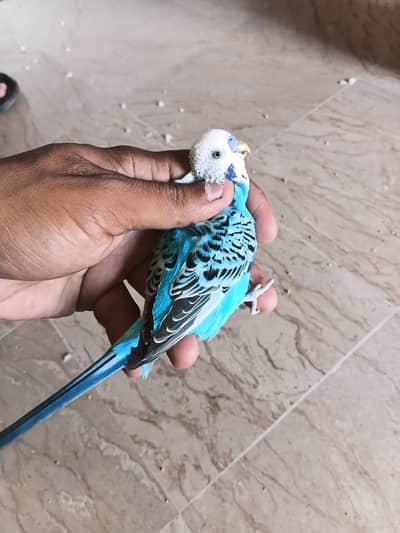 Australian parrots 