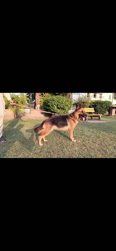 german shepherd dog female 03127108117