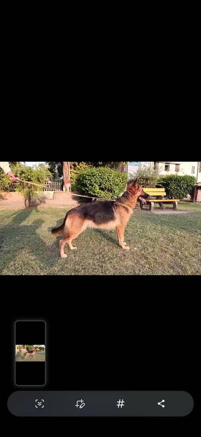 german shepherd dog female 03127108117