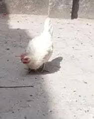 eggs laying hens 