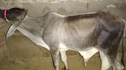 qurabani bachra
