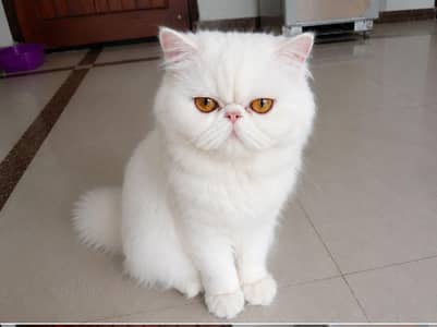 Persian punch face cat