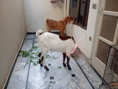 Goat(bakra)