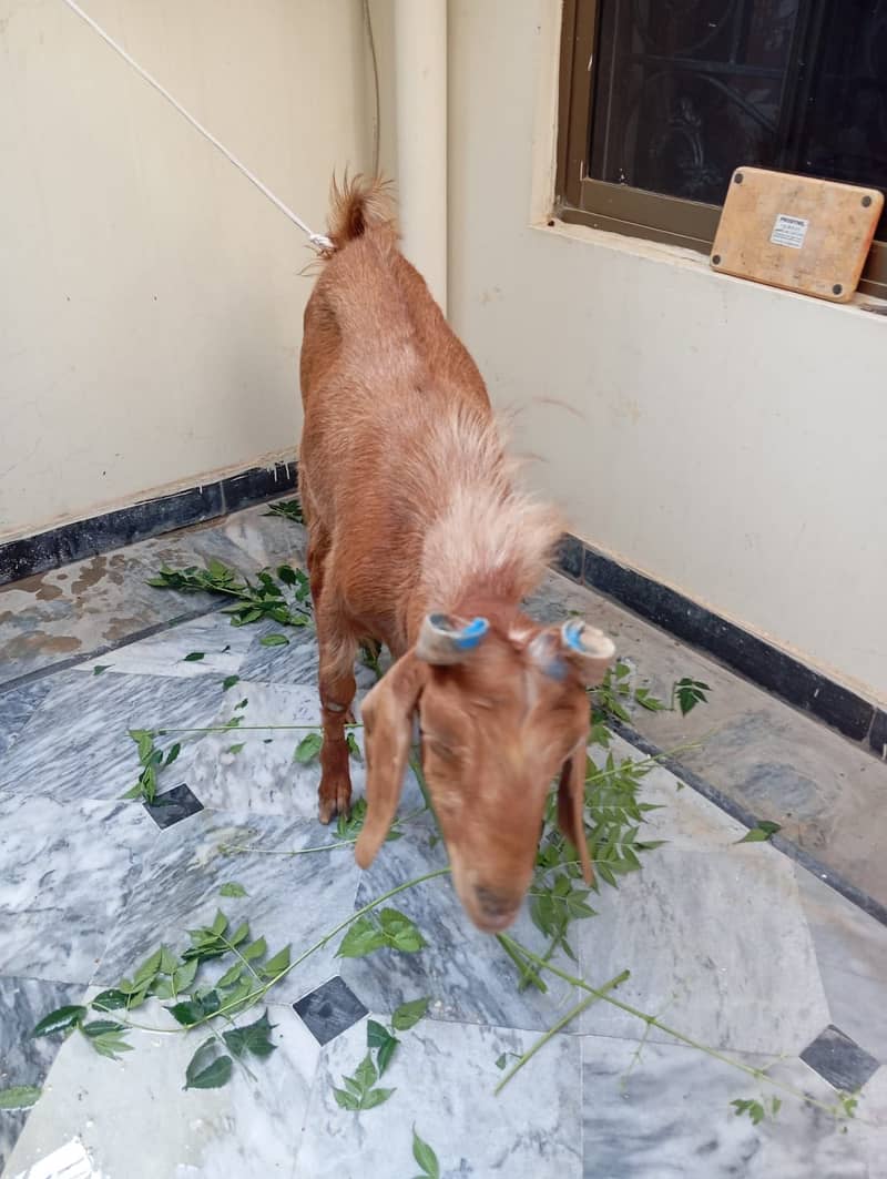 Goat(bakra) 1