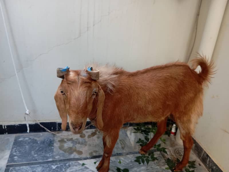 Goat(bakra) 2