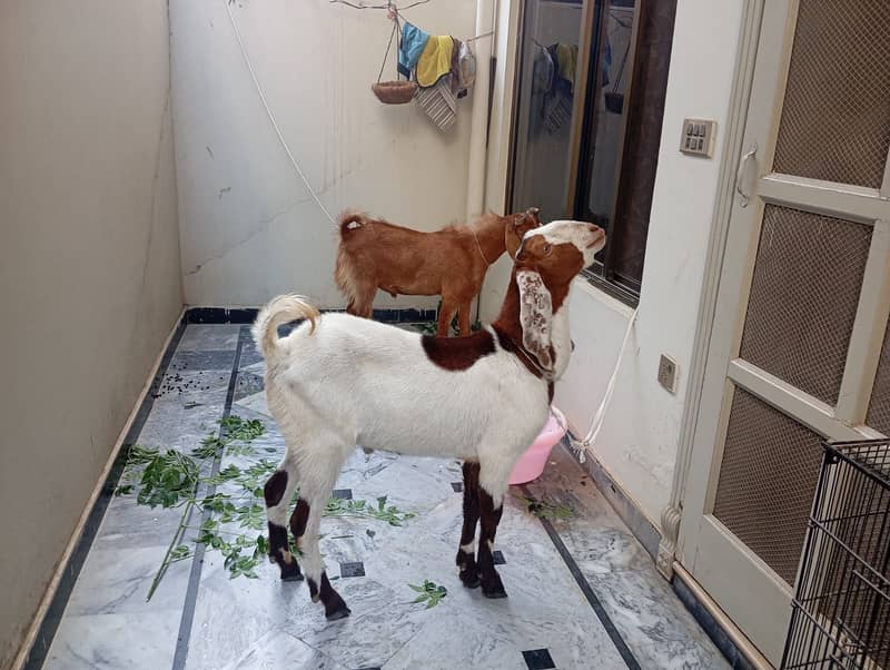 Goat(bakra) 3